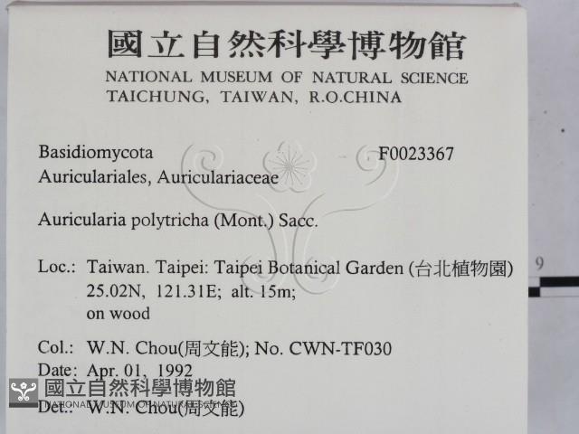毛木耳藏品圖，第2張