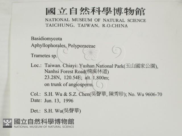 栓菌屬藏品圖，第2張