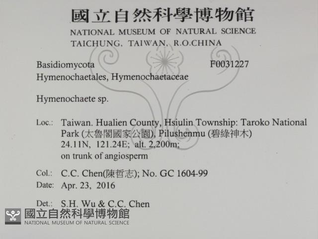 刺革菌屬藏品圖，第2張