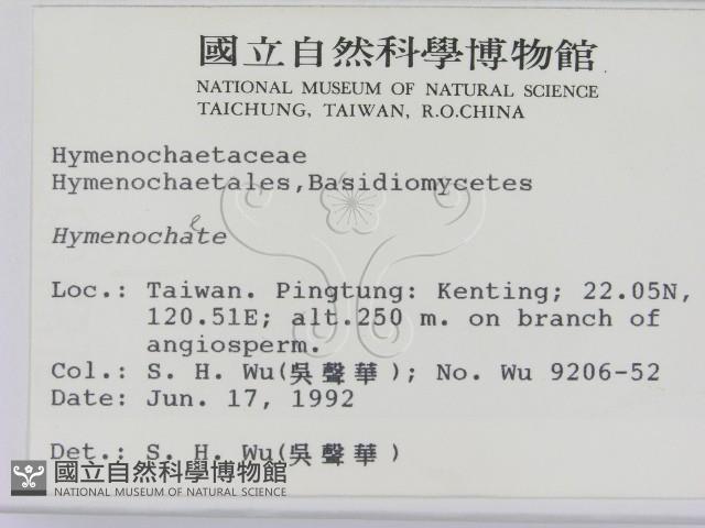 刺革菌屬藏品圖，第2張