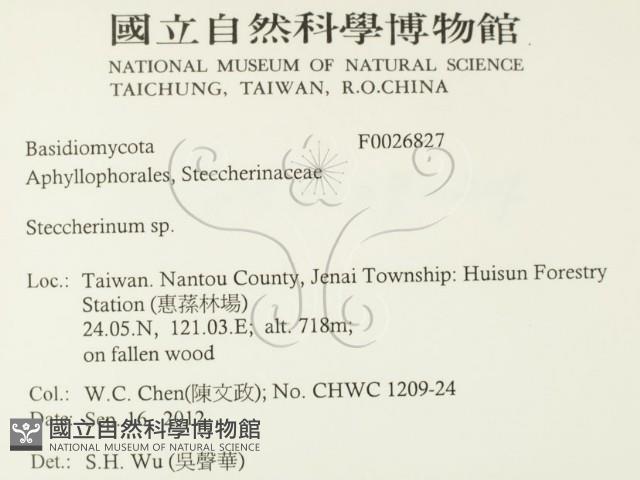 齒耳菌屬藏品圖，第2張