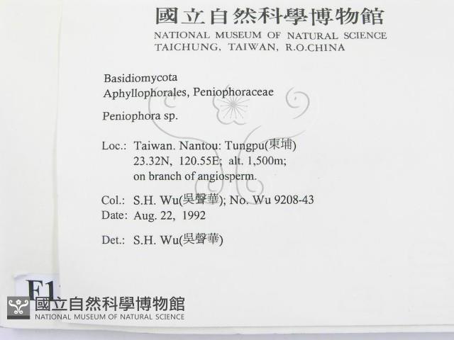 筍殼菌屬藏品圖，第2張