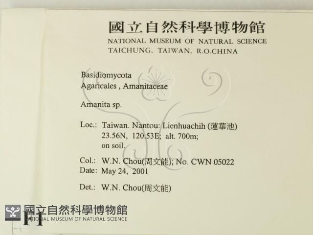 鵝膏屬藏品圖，第2張