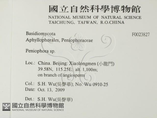 筍殼菌屬藏品圖，第2張