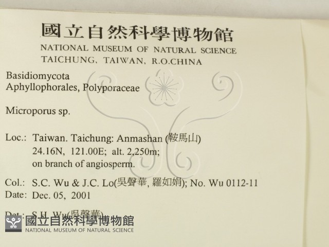 小孔菌屬藏品圖，第2張