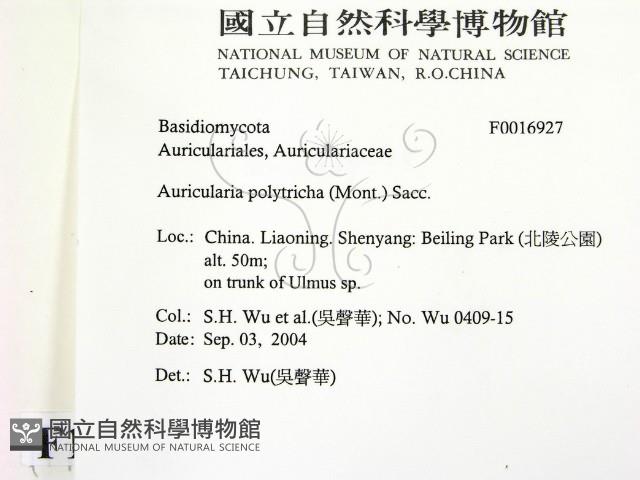 毛木耳藏品圖，第2張