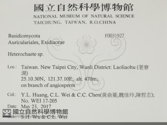 刺皮菌屬藏品圖，第2張
