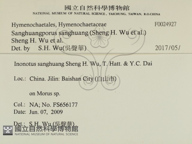 桑黃藏品圖，第2張