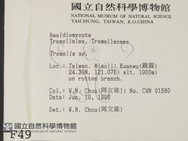 銀耳屬藏品圖，第2張