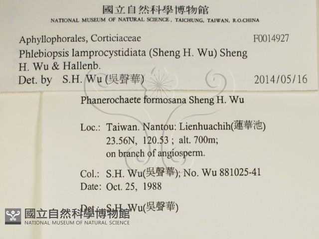 燈籠囊擬射脈菌藏品圖，第2張