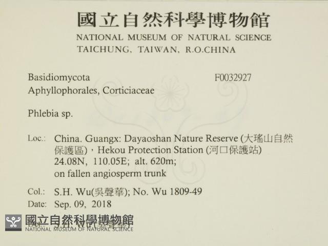 射脈菌屬藏品圖，第2張