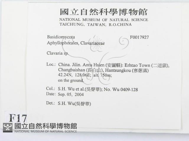 珊瑚菌屬藏品圖，第2張