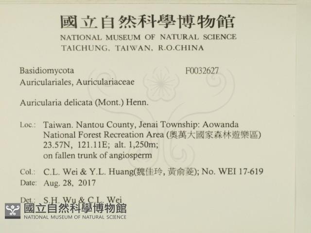 皺木耳藏品圖，第2張