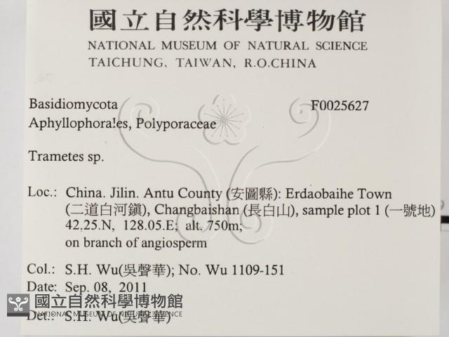 栓菌屬藏品圖，第2張