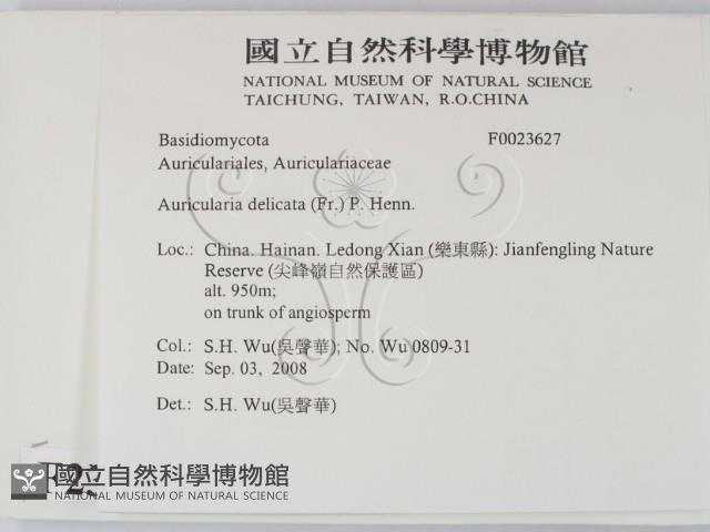 皺木耳藏品圖，第2張