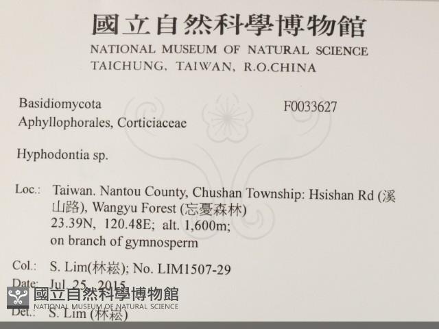 絲齒菌屬藏品圖，第2張