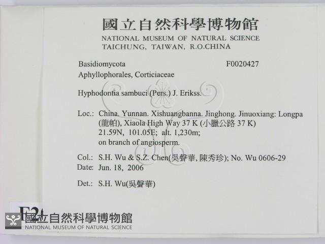 冇骨消絲齒菌藏品圖，第2張