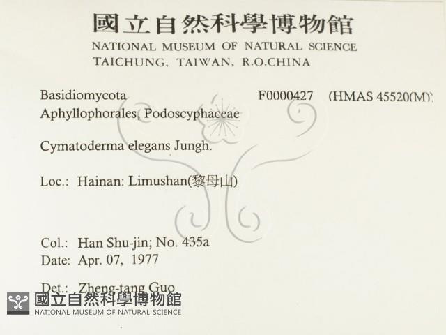 優雅波邊革菌藏品圖，第2張
