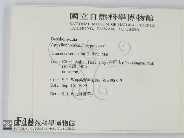 雲芝藏品圖，第2張