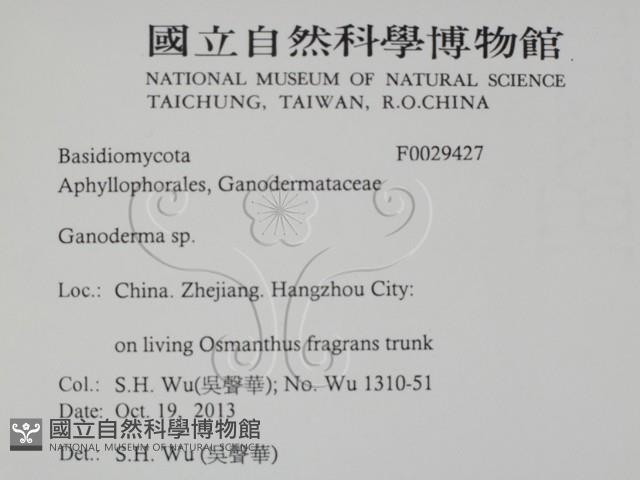 靈芝屬藏品圖，第2張