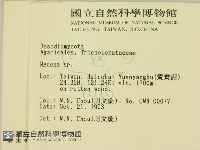小菇屬藏品圖，第2張