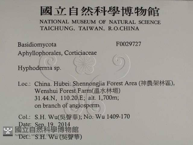絲皮菌屬藏品圖，第2張