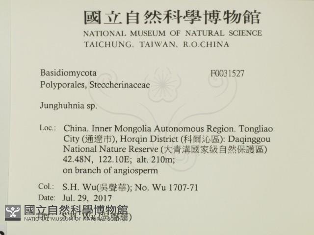 容氏菌屬藏品圖，第2張