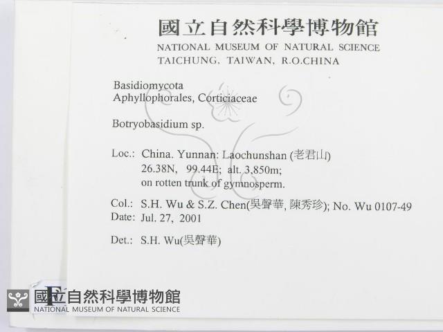 串擔革菌屬藏品圖，第2張