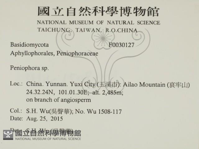 筍殼菌屬藏品圖，第2張