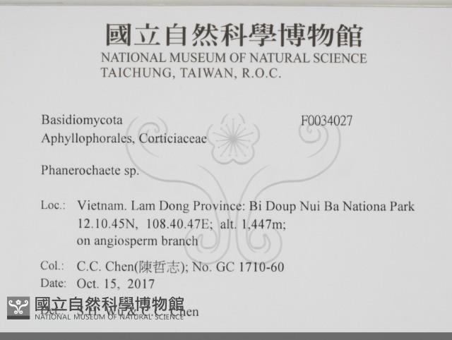 顯絲菌屬藏品圖，第2張