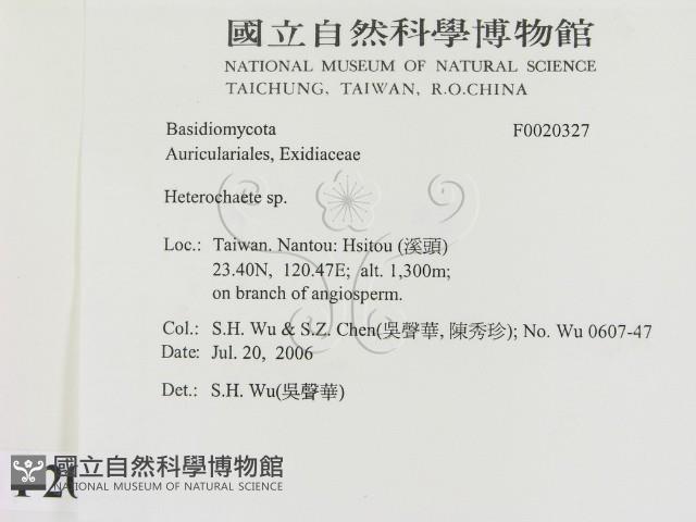 刺皮菌屬藏品圖，第2張
