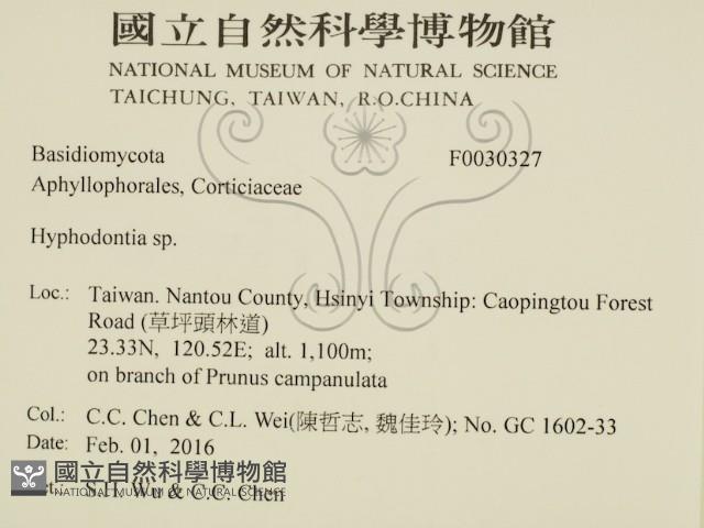 絲齒菌屬藏品圖，第2張