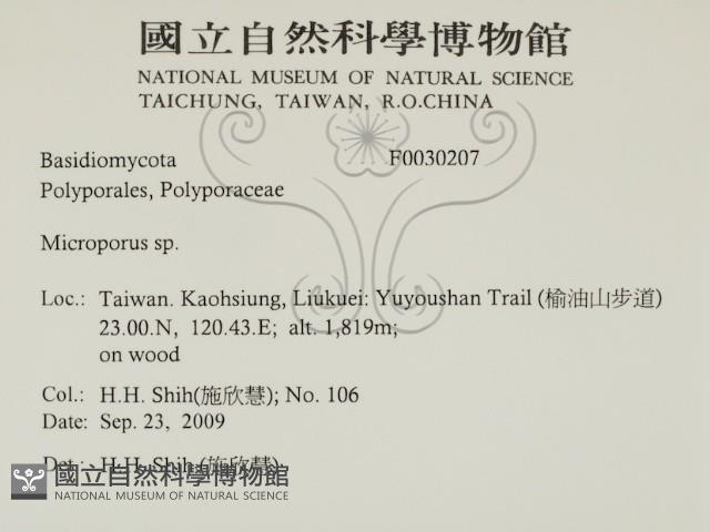 小孔菌屬藏品圖，第2張