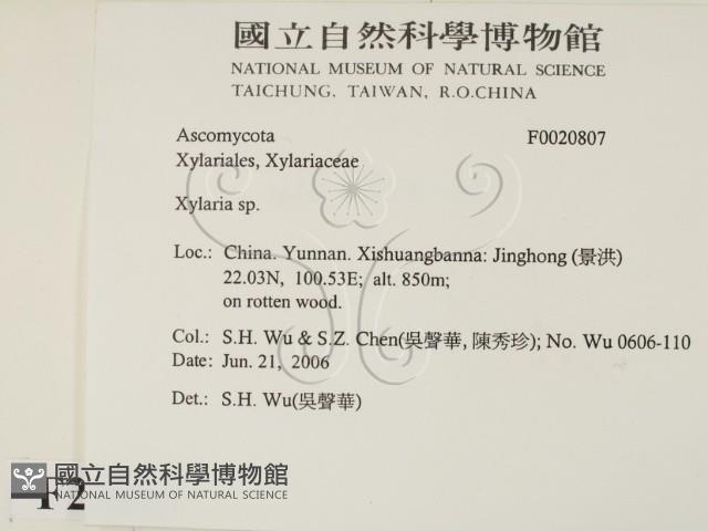 炭角菌屬藏品圖，第2張