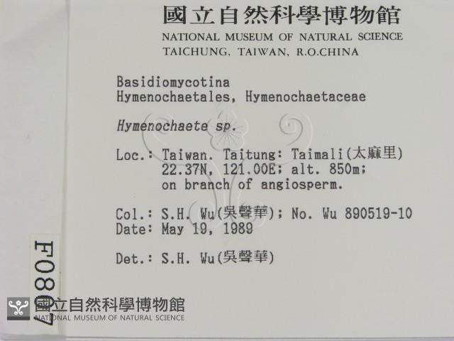 刺革菌屬藏品圖，第2張
