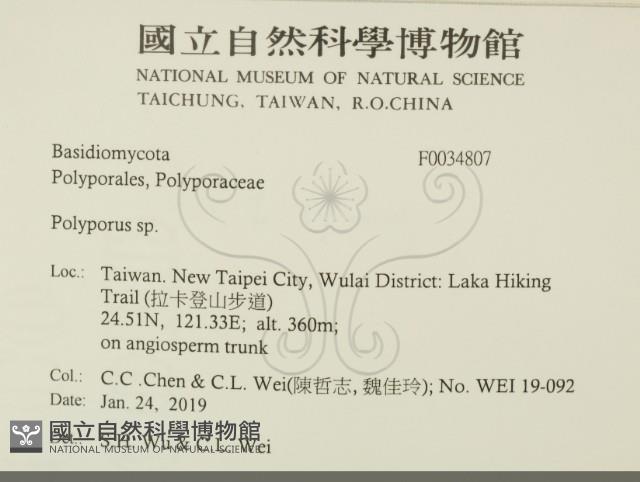多孔菌屬藏品圖，第2張