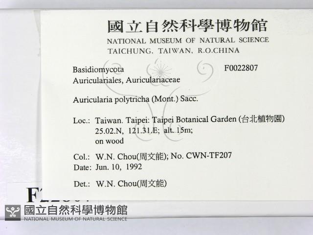 毛木耳藏品圖，第2張