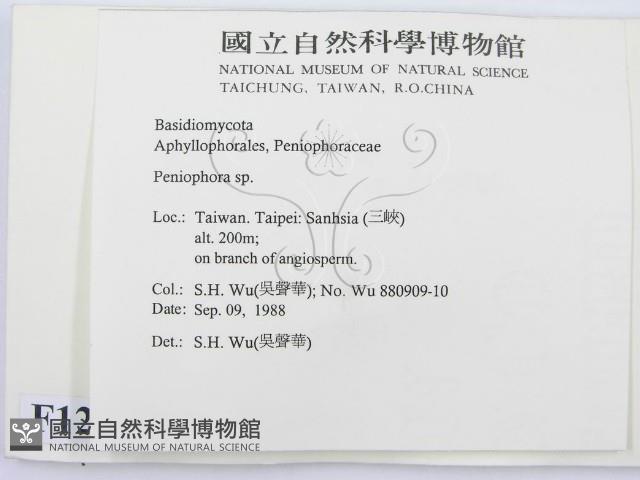 筍殼菌屬藏品圖，第2張