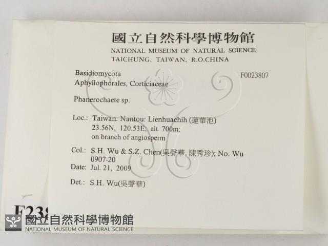 顯絲菌屬藏品圖，第2張