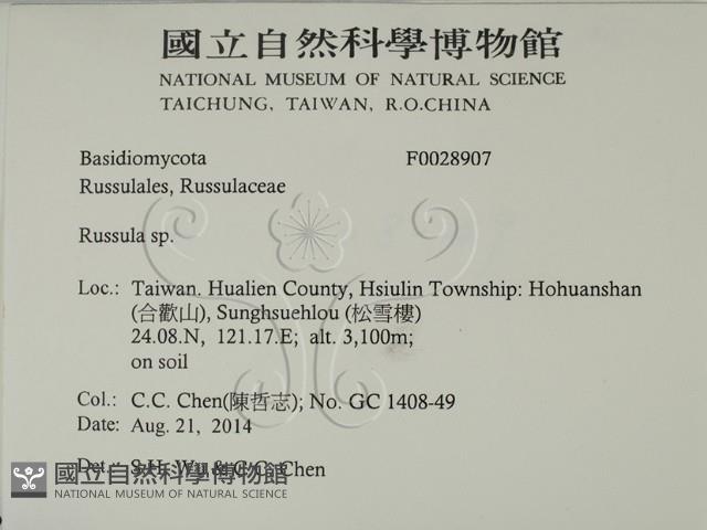 紅菇屬藏品圖，第2張
