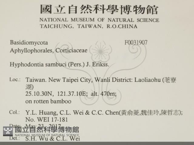 冇骨消絲齒菌藏品圖，第2張