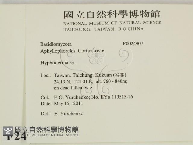 絲皮菌屬藏品圖，第2張