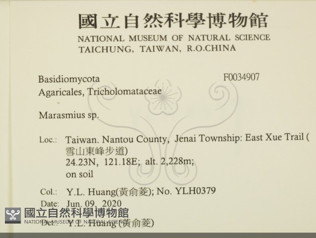 小皮傘屬藏品圖，第2張