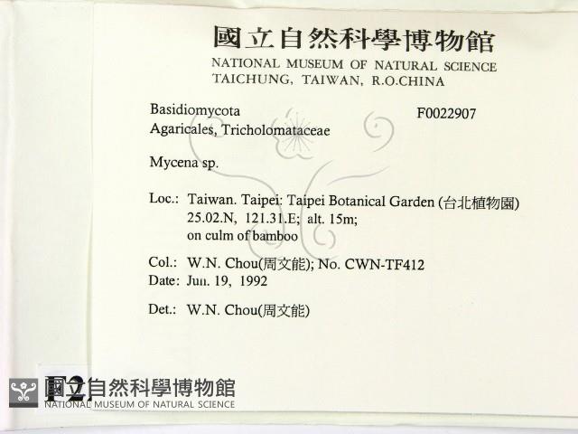 小菇屬藏品圖，第2張
