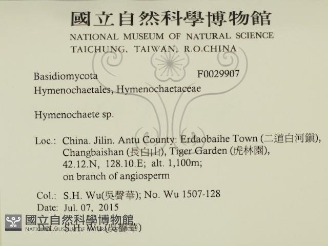 刺革菌屬藏品圖，第2張
