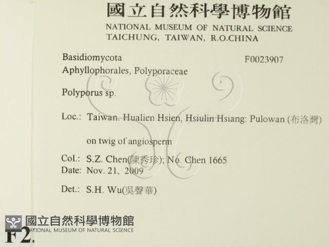 多孔菌屬藏品圖，第2張