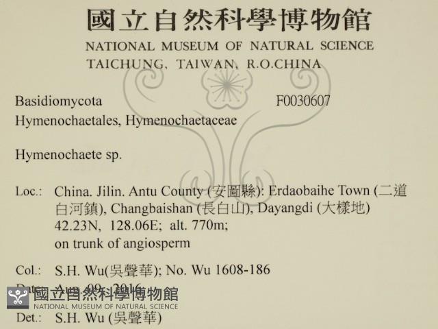 刺革菌屬藏品圖，第2張