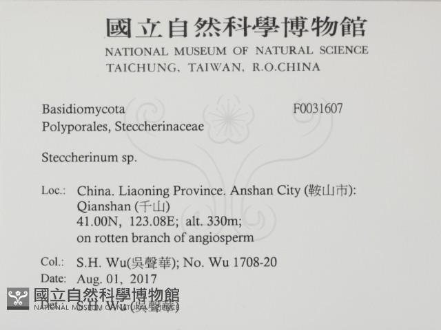 齒耳菌屬藏品圖，第2張