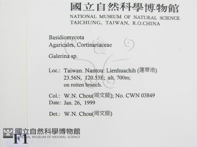 盔孢傘屬藏品圖，第2張