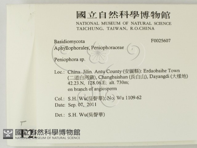 筍殼菌屬藏品圖，第2張
